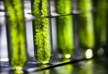 Photobioreactor in lab algae fuel biofuel industry, Algae fuel, Algae research in industrial laboratories