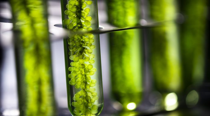 Photobioreactor in lab algae fuel biofuel industry, Algae fuel, Algae research in industrial laboratories
