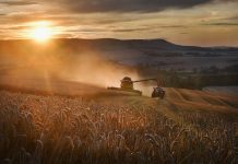 Wheat being harvested on the South Downs at sunset, England, UK