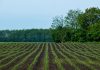 Cornfield in spring time