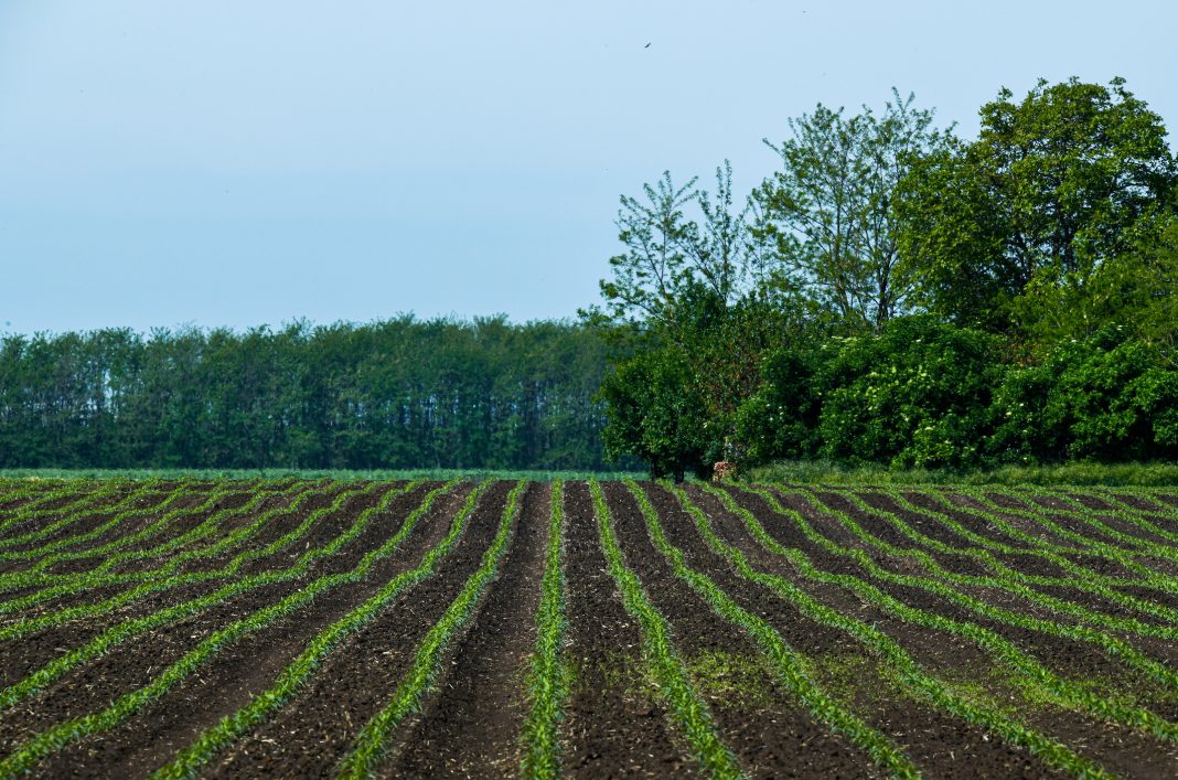 Cornfield in spring time