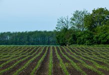 Cornfield in spring time