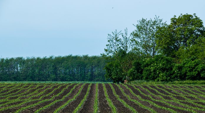 Cornfield in spring time