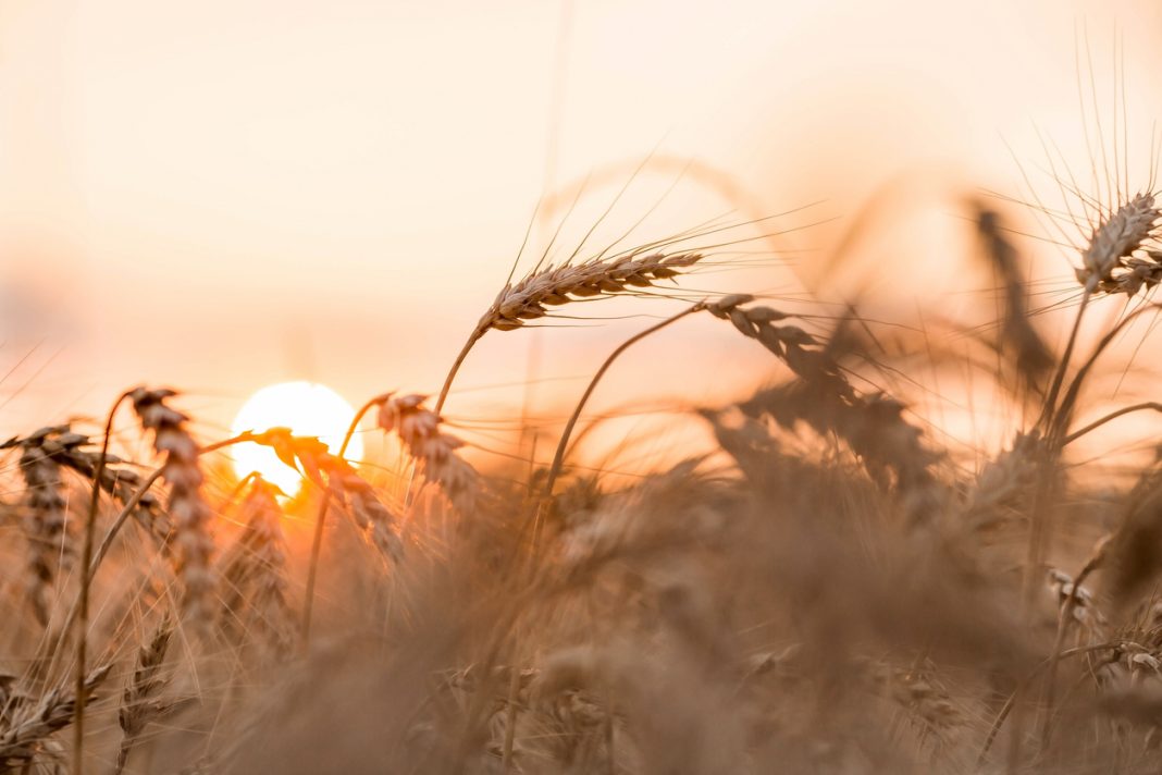 Golden ears of wheat on the background of a ripening field. Agricultural plant close-up. The concept of planting and harvesting a rich harvest. Rural landscape at sunset.