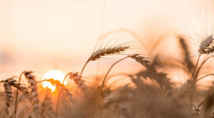 Golden ears of wheat on the background of a ripening field. Agricultural plant close-up. The concept of planting and harvesting a rich harvest. Rural landscape at sunset.