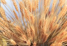 Close up on Ears of Wheat in foreground with barley field