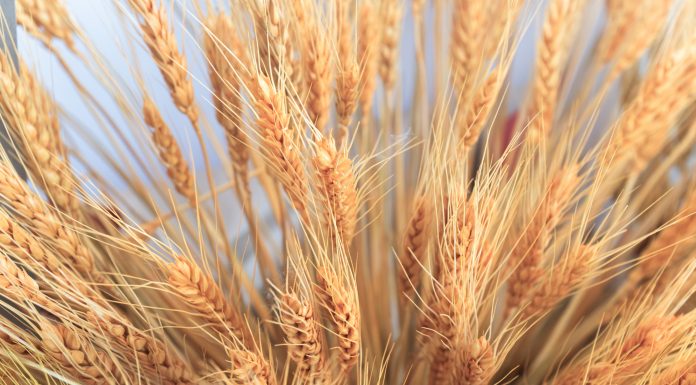 Close up on Ears of Wheat in foreground with barley field