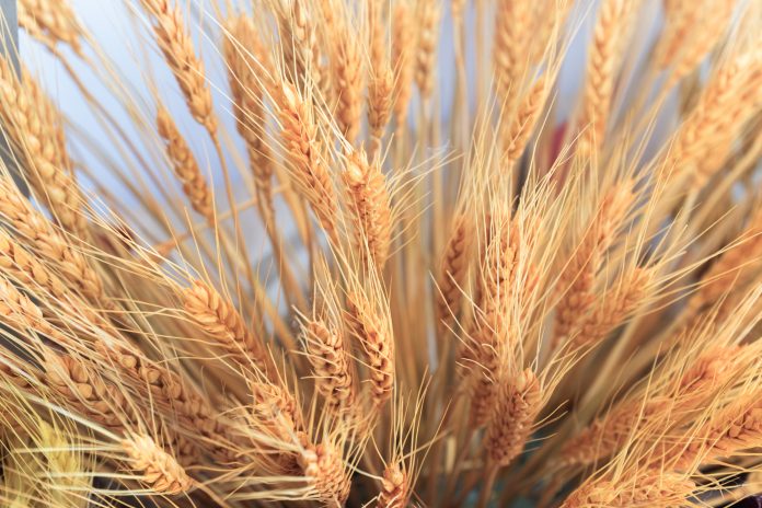 Close up on Ears of Wheat in foreground with barley field