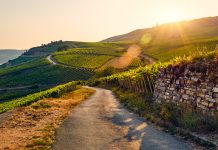 Green vineyard at sunset