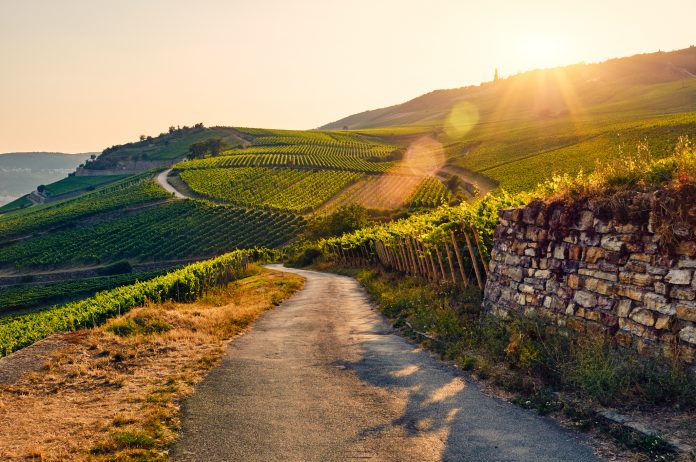 Green vineyard at sunset