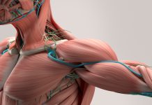 Human anatomy detail of shoulder. Muscle, bone structure, arteries. On plain studio background. Professional lighting.