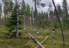 Continuous-cover forestry using gap cutting, combined with deadwood addition as artificial snags, 11 years post treatment. DISTDYN experiment, Eastern Finland.