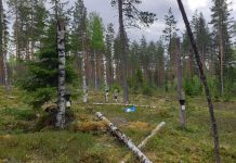 Continuous-cover forestry using gap cutting, combined with deadwood addition as artificial snags, 11 years post treatment. DISTDYN experiment, Eastern Finland.