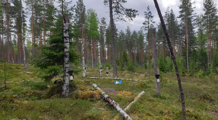 Continuous-cover forestry using gap cutting, combined with deadwood addition as artificial snags, 11 years post treatment. DISTDYN experiment, Eastern Finland.