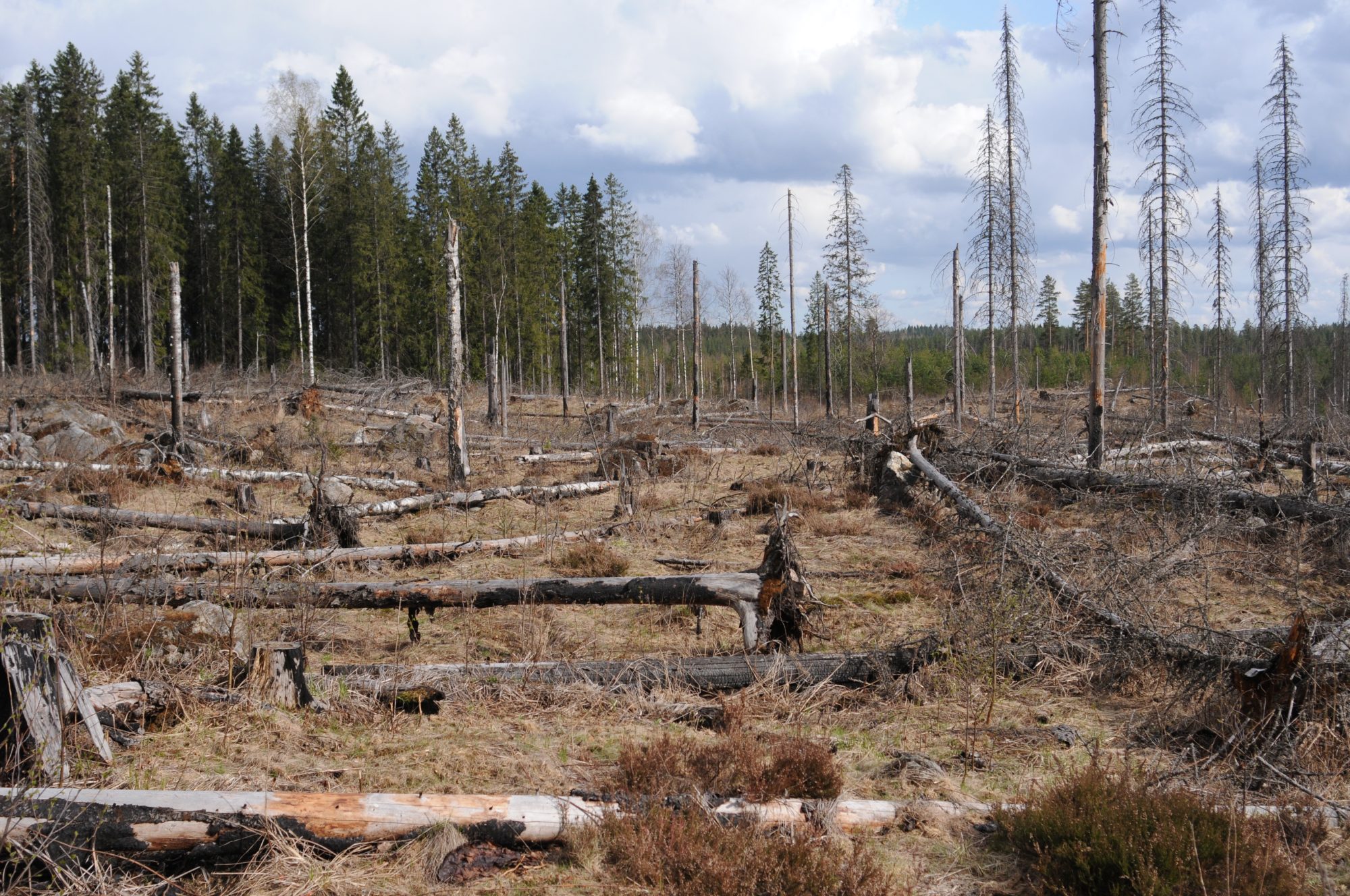 Prescribed burning combined with artificial addition of deadwood, seven years after treatment. EVO experiment, Southern Finland.