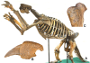 Reconstructed skeleton of a 2.1-m-tall giant ground sloth, Megalonyx jeffersonii from Holmes County, Ohio, US, mounted in 1896 (A); a 25-cm-long claw core from the right rear foot (B); and detail of the upper part of the right femur showing slices presumably made using a flint knife by a North American Palaeo-Indian approximately 13,100 years ago (C).