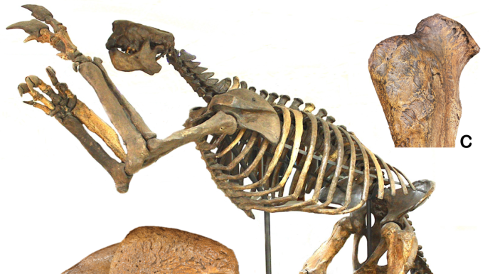 Reconstructed skeleton of a 2.1-m-tall giant ground sloth, Megalonyx jeffersonii from Holmes County, Ohio, US, mounted in 1896 (A); a 25-cm-long claw core from the right rear foot (B); and detail of the upper part of the right femur showing slices presumably made using a flint knife by a North American Palaeo-Indian approximately 13,100 years ago (C).