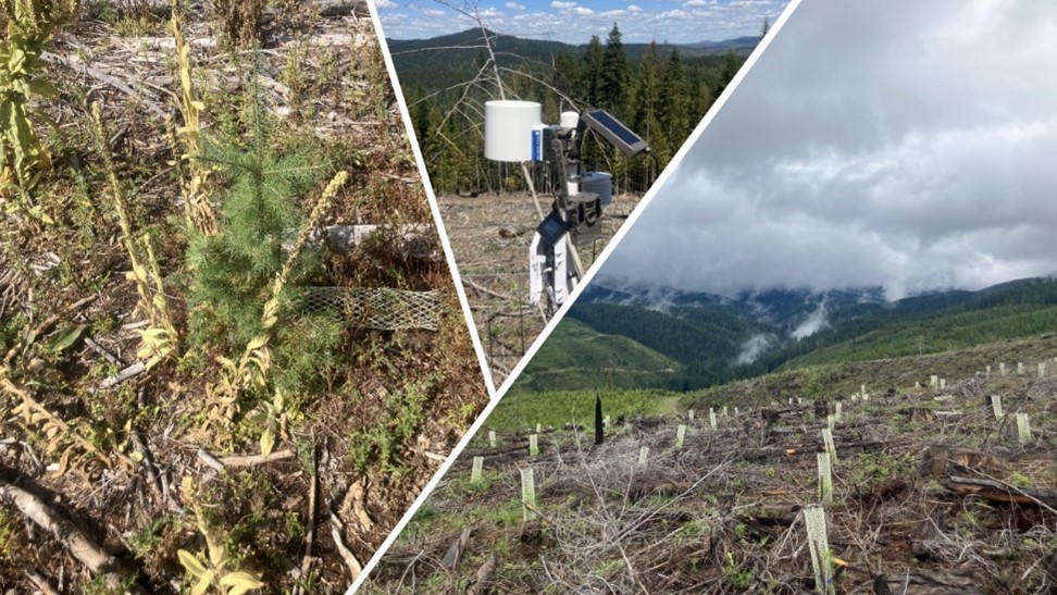 Figure 2. Example of a Douglas-fir seed transfer research installation (images by Taya Lantz).
