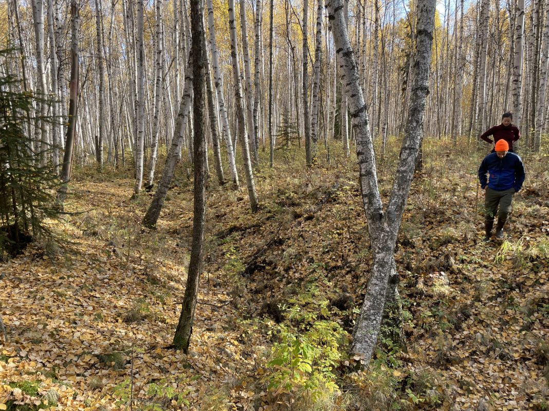 Permafrost Grown team members Melissa Ward Jones and Benjamin Gaglioti inspect thaw subsidence in a birch forest adjacent to a farm. An ice wedge trough is made visible through thaw subsidence and caused trees to lean is seen running along the center of the image.