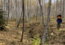 Permafrost Grown team members Melissa Ward Jones and Benjamin Gaglioti inspect thaw subsidence in a birch forest adjacent to a farm. An ice wedge trough is made visible through thaw subsidence and caused trees to lean is seen running along the center of the image.