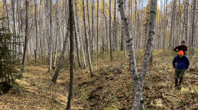Permafrost Grown team members Melissa Ward Jones and Benjamin Gaglioti inspect thaw subsidence in a birch forest adjacent to a farm. An ice wedge trough is made visible through thaw subsidence and caused trees to lean is seen running along the center of the image.