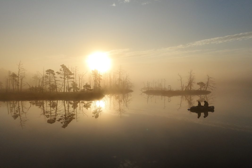 Peatland restoration results in Cena Mire in Latvia.