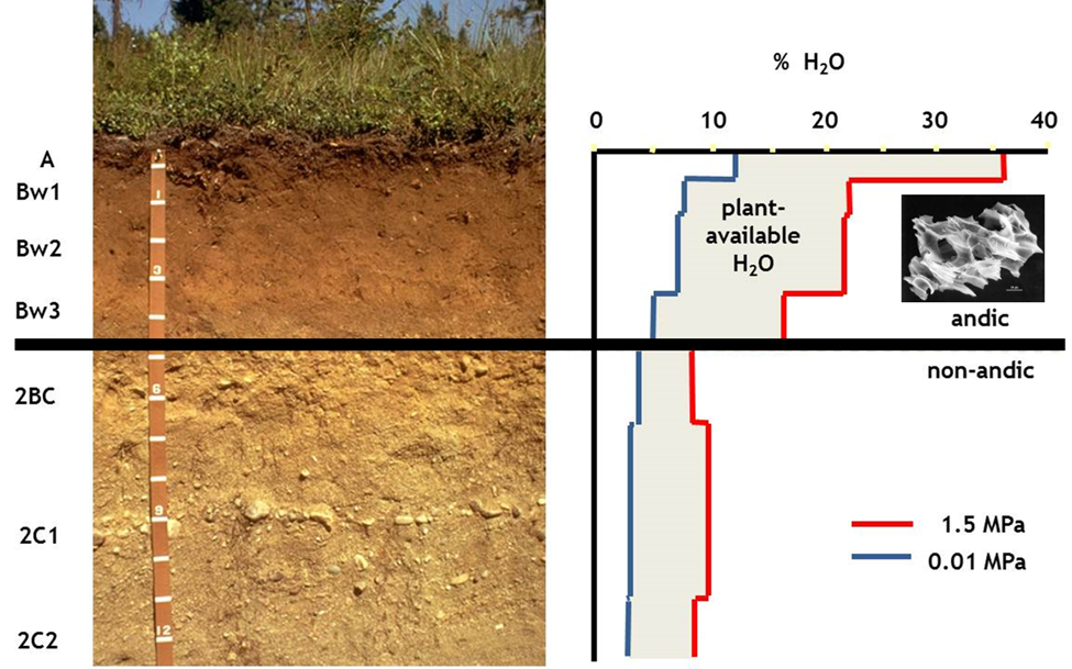 Figure 2. Plant available water in a fine-textured volcanic ash soil (andic) overlaying a coarse- textured glacial till soil (non-andic) in Northern Idaho, United States. Andic soil properties extend to approximately 45 cm in depth. Inset micrograph: volcanic glass particle (courtesy of the University of Idaho Soil Characterization Laboratory, Moscow).