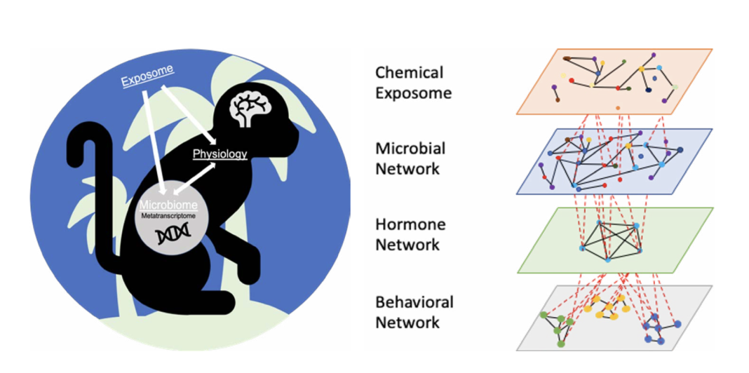 Figure 1. Hypothetical relationships among the chemical exposome, gut microbiome, and neuroendocrine system of a wild primate.