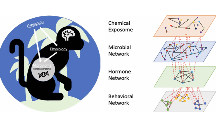 Figure 1. Hypothetical relationships among the chemical exposome, gut microbiome, and neuroendocrine system of a wild primate.