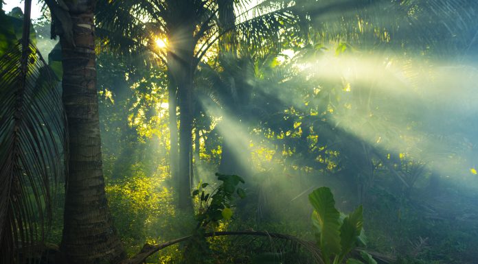 Sunrays through mist in a rainforest in Thailand.