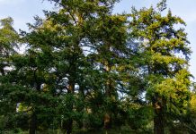 Big beautiful Douglas firs (Pseudotsuga menziesii) in Massandra park, Crimea. Nature concept