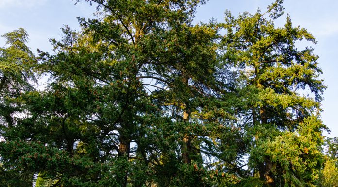 Big beautiful Douglas firs (Pseudotsuga menziesii) in Massandra park, Crimea. Nature concept