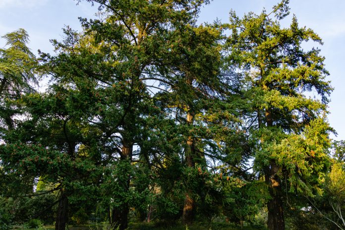 Big beautiful Douglas firs (Pseudotsuga menziesii) in Massandra park, Crimea. Nature concept