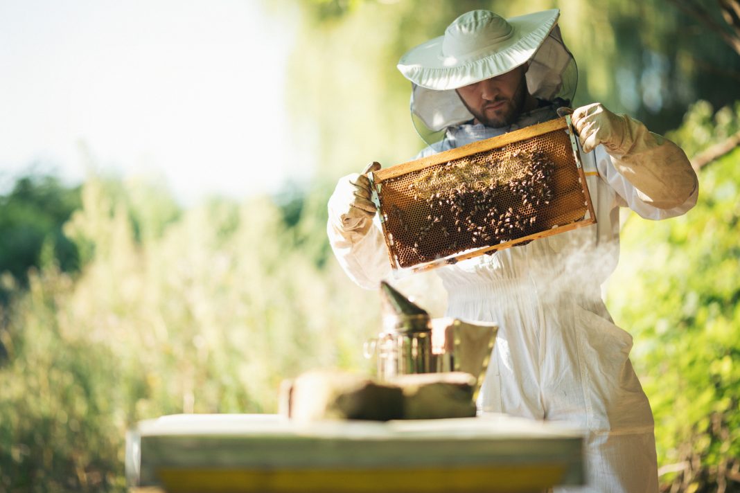 Young beekeeper taking care of bee hives. Shallow DOF. Developed from RAW; retouched with special care and attention; Small amount of grain added for best final impression. 16 bit Adobe RGB color profile.