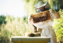 Young beekeeper taking care of bee hives. Shallow DOF. Developed from RAW; retouched with special care and attention; Small amount of grain added for best final impression. 16 bit Adobe RGB color profile.