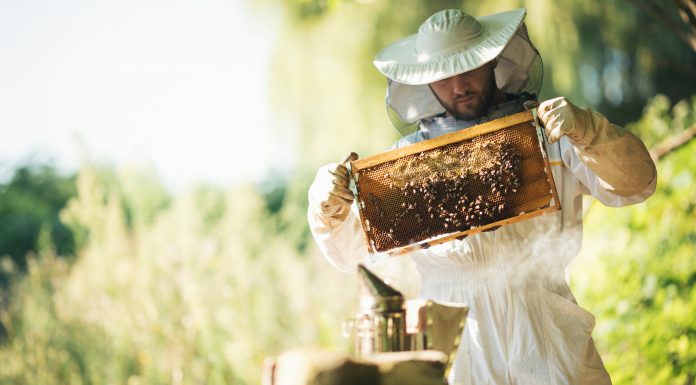 Young beekeeper taking care of bee hives. Shallow DOF. Developed from RAW; retouched with special care and attention; Small amount of grain added for best final impression. 16 bit Adobe RGB color profile.