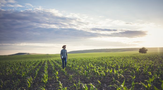 Farmer standing in his corn fields with digital tablet in his hands.