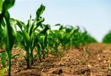 Green small corn sprouts in cultivated agricultural field, low angle view. Agriculture and cultivation concept.