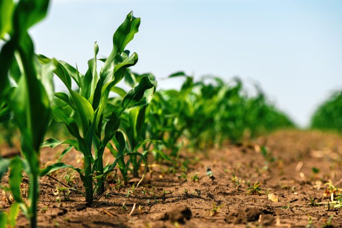 Green small corn sprouts in cultivated agricultural field, low angle view. Agriculture and cultivation concept.