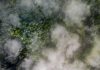 Aerial view of green forest covered with fog