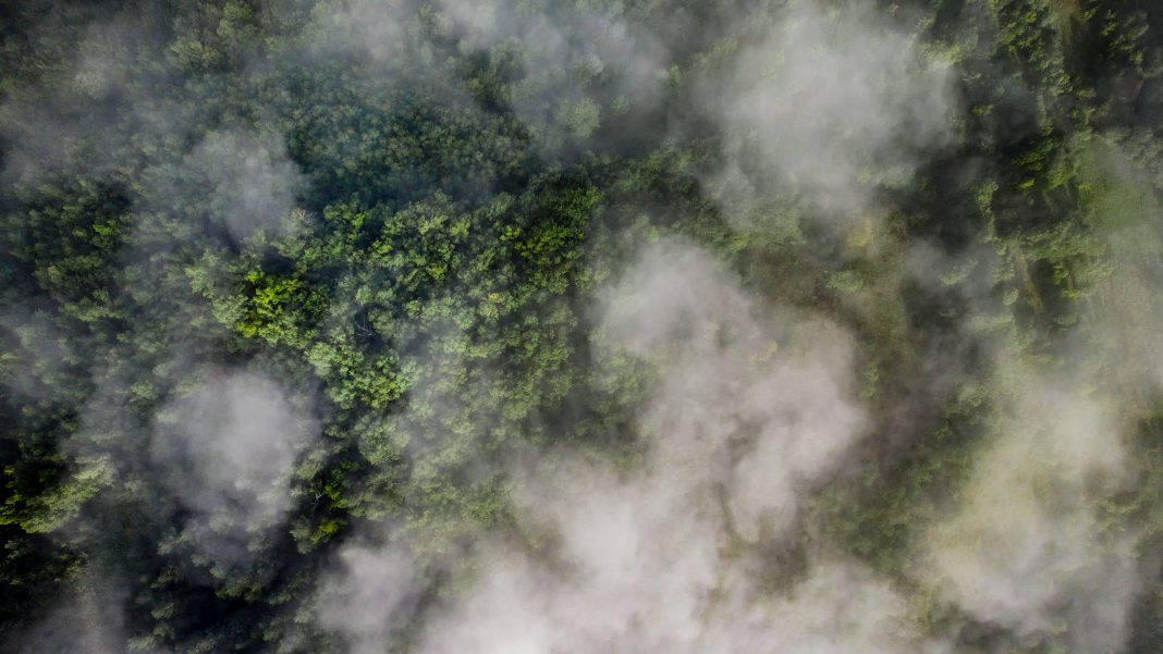 Aerial view of green forest covered with fog