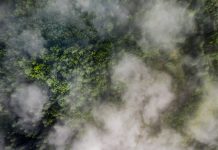 Aerial view of green forest covered with fog