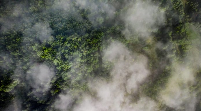 Aerial view of green forest covered with fog