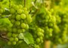 Grape vine. Organic gardening.