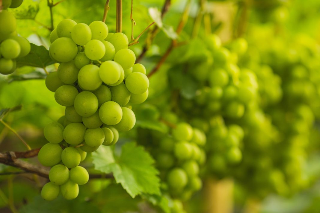 Grape vine. Organic gardening.