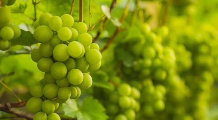 Grape vine. Organic gardening.