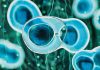 Stem cells - 3d rendered image. Human stem cells can differentiate into any other cell type. Medical research, science, microbiology concept.
