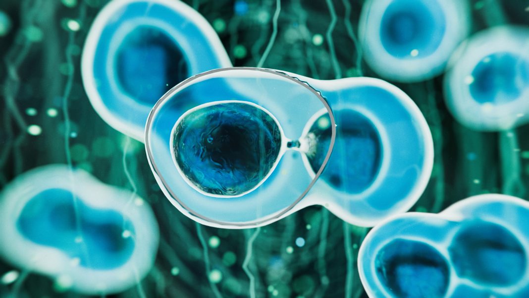 Stem cells - 3d rendered image. Human stem cells can differentiate into any other cell type. Medical research, science, microbiology concept.