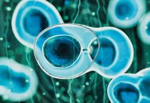 Stem cells - 3d rendered image. Human stem cells can differentiate into any other cell type. Medical research, science, microbiology concept.