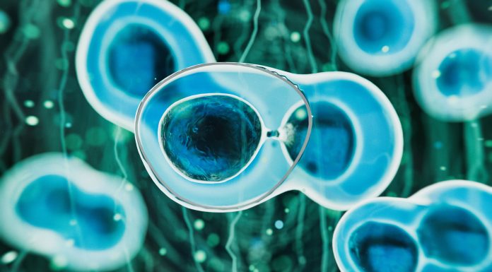 Stem cells - 3d rendered image. Human stem cells can differentiate into any other cell type. Medical research, science, microbiology concept.